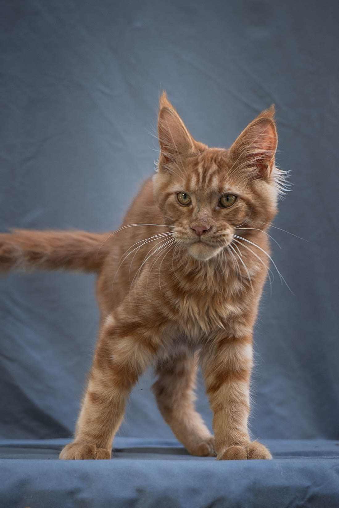 Senator Xion. Senator Cat — Maine Coon cattery