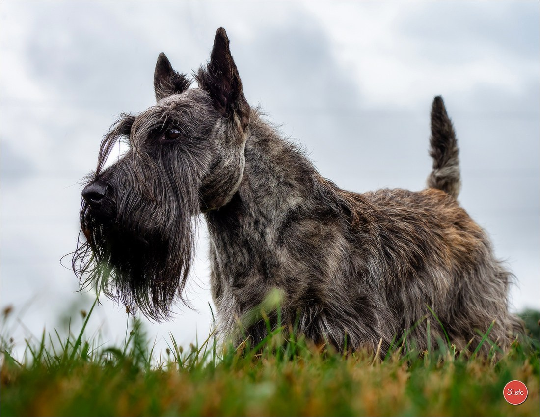 Exposition Canine à STRASBOURG-HOERDT Dimanche 18 août 2024. Photographe à Strasbourg | Portraits, Studio, Enfants, Événements
