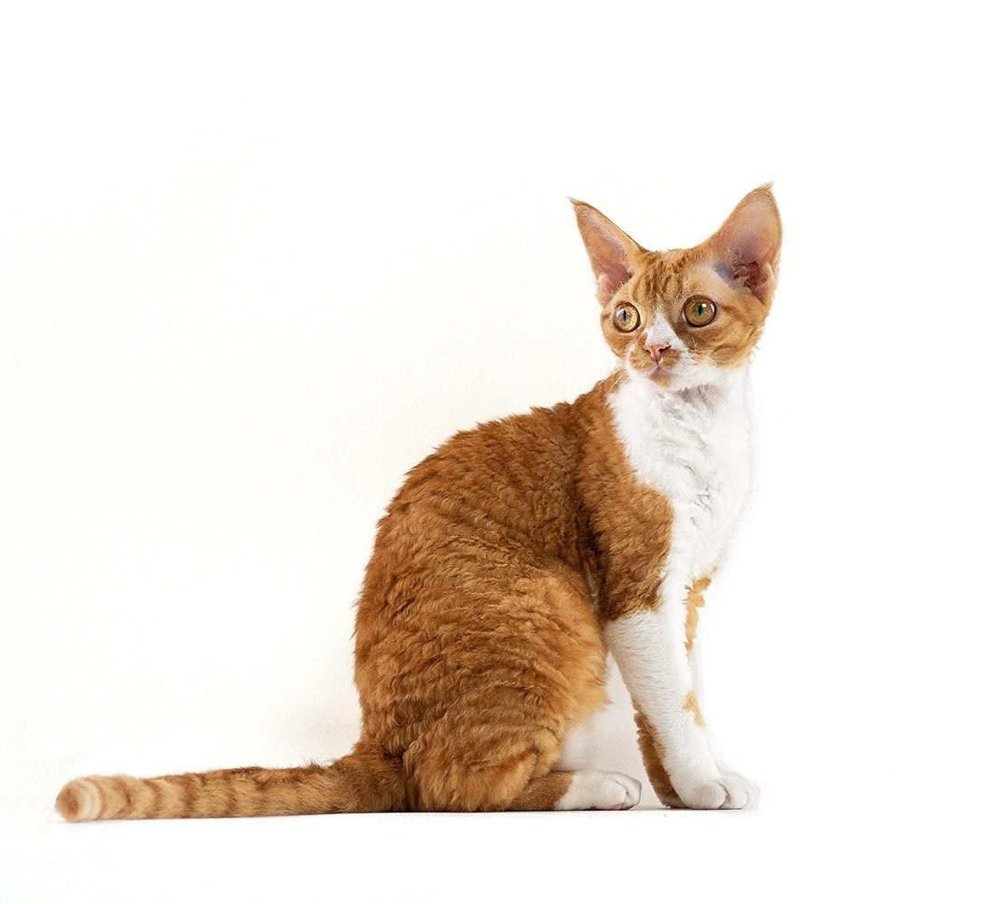 Devon Rex Pixie Cattery