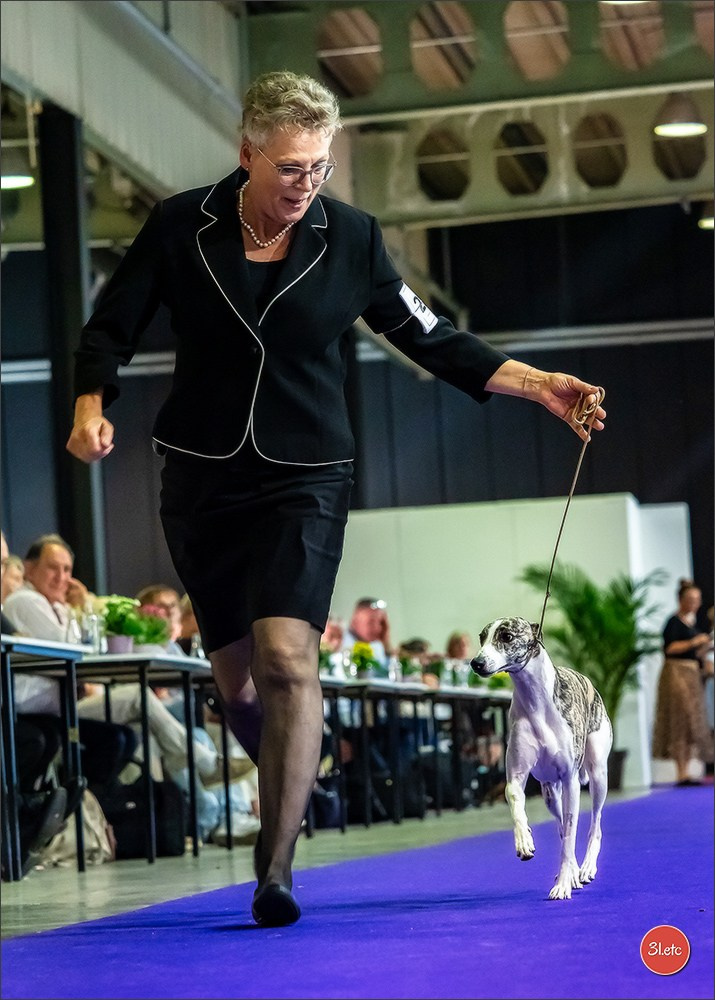 🇱🇺 LUXEMBOURG 🇱🇺 International Dog Show 🇱🇺 31/08 - 01/09/2024. Photographe à Strasbourg | Portraits, Studio, Enfants, Événements