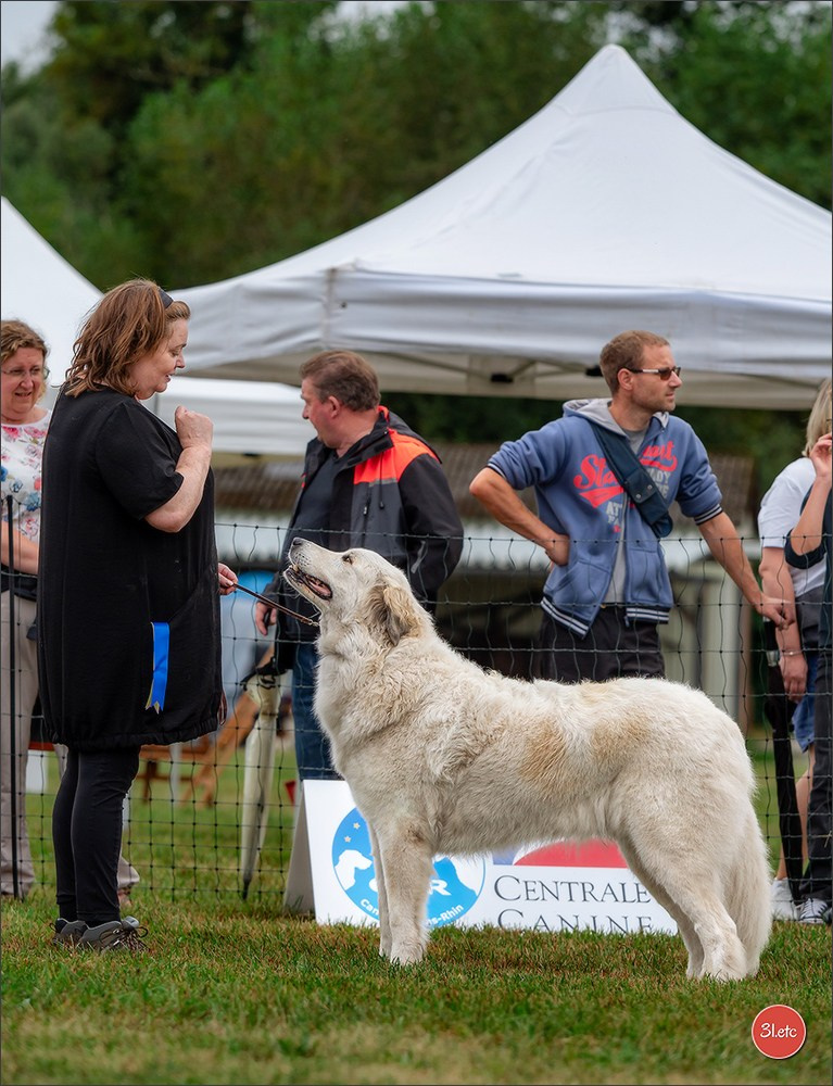 Exposition Canine à STRASBOURG-HOERDT Dimanche 18 août 2024. Photographe à Strasbourg | Portraits, Studio, Enfants, Événements