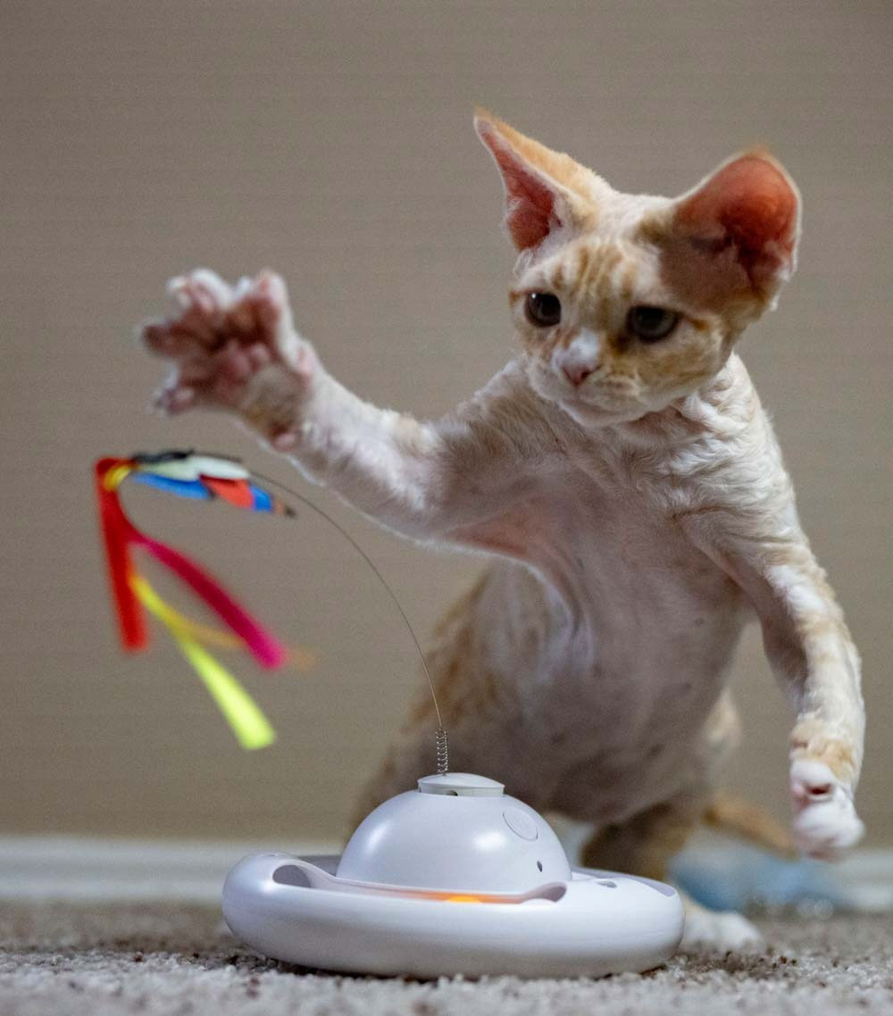 Devon Rex Pixie Cattery