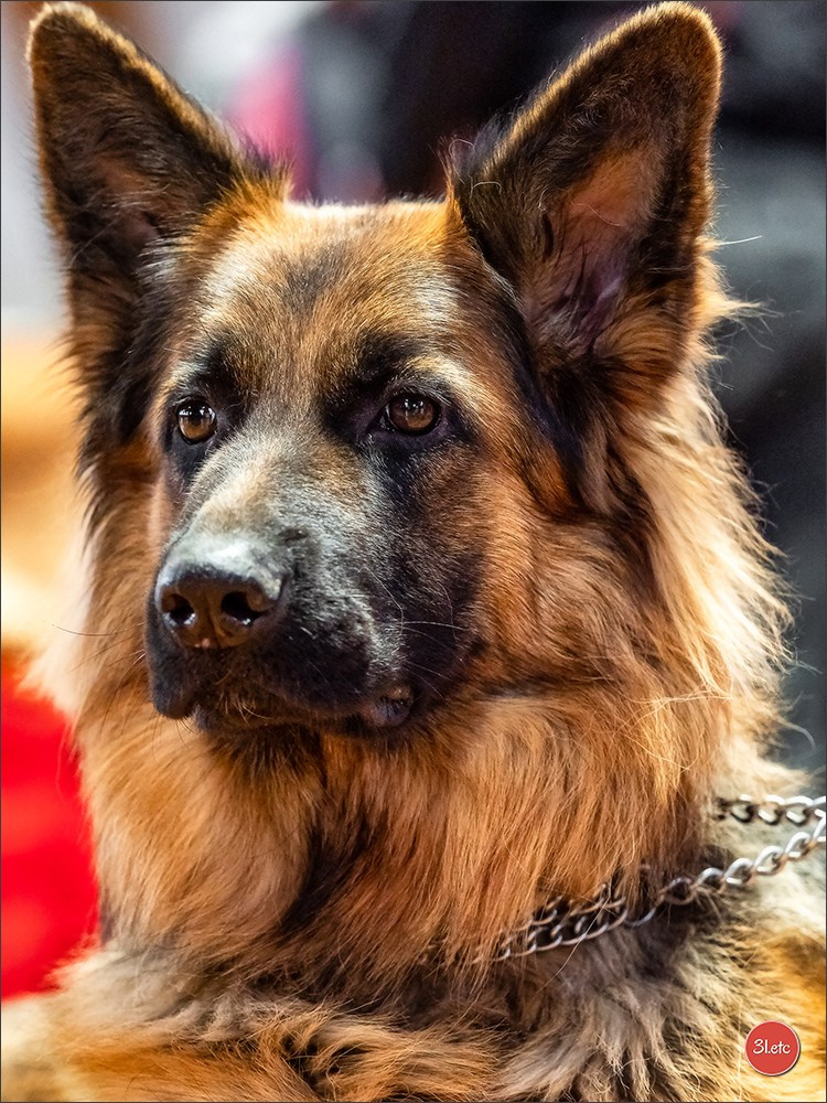Expo canine 🇫🇷 Amiens 15-16/02/2025. Photographe à Strasbourg | Portraits, Studio, Enfants, Événements