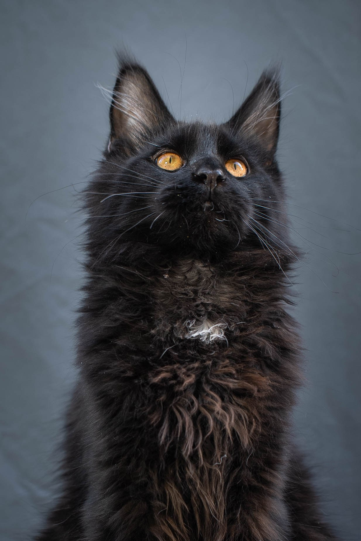Senator Trevor. Senator Cat — Maine Coon cattery