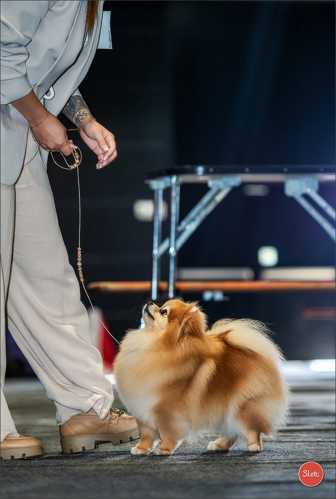 🇱🇺 LUXEMBOURG 🇱🇺 International Dog Show 🇱🇺 31/08 - 01/09/2024. Photographe à Strasbourg | Portraits, Studio, Enfants, Événements