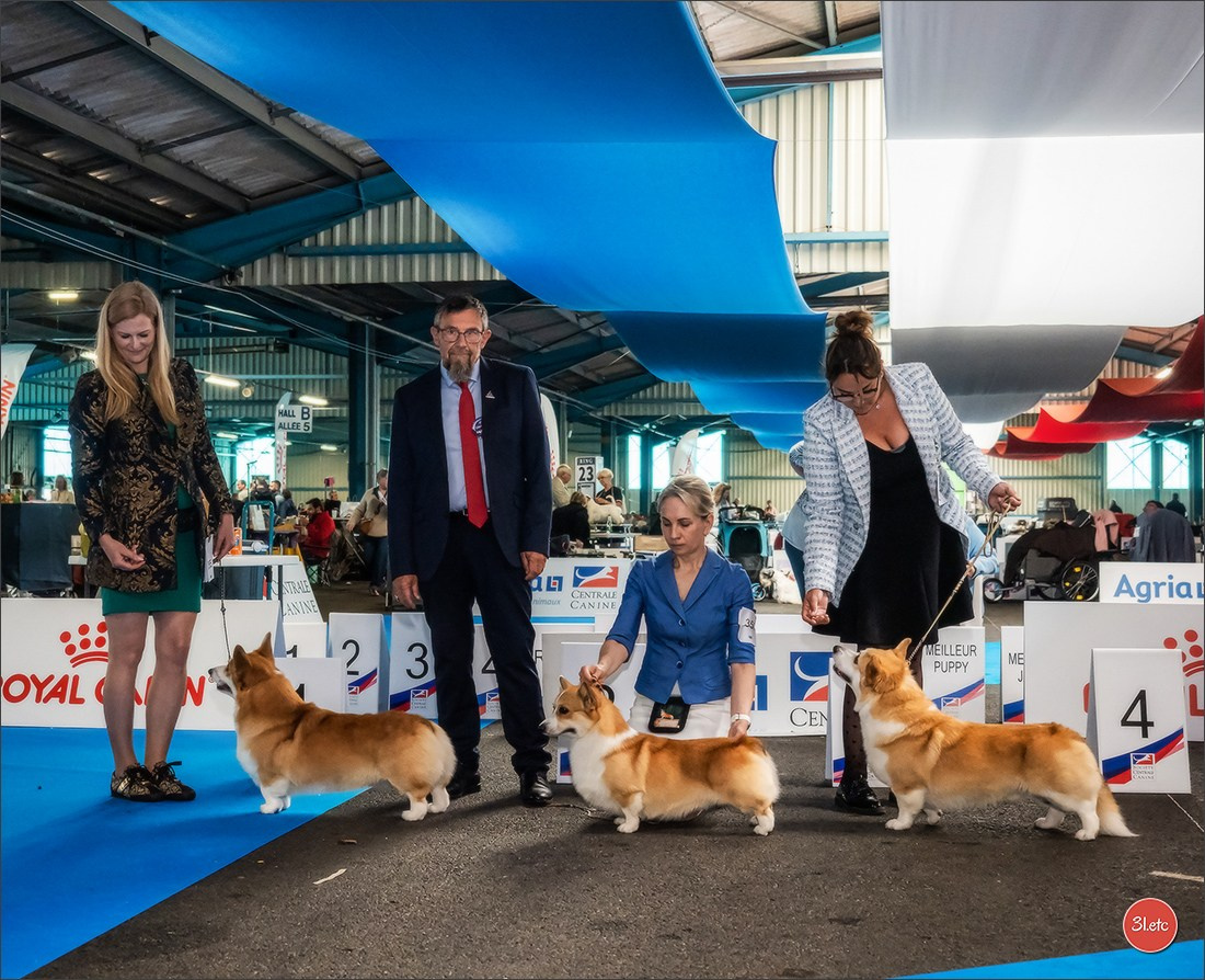 CHAMPIONNAT DE FRANCE 2024 & CACIB SPÉCIALES DE RACES MONTLUÇON. Photographe à Strasbourg | Portraits, Studio, Enfants, Événements