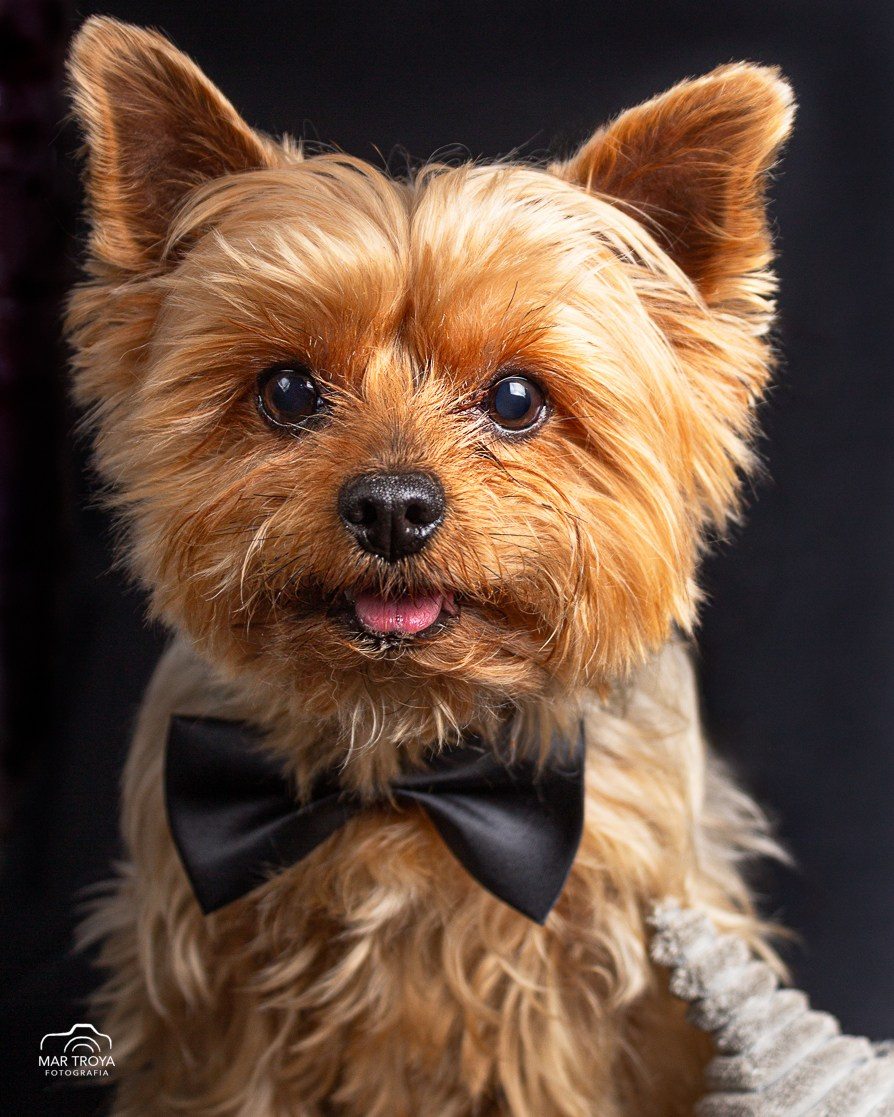 Fotografía de mascotas. Fotos con huella, fotografía de perros y mascotas en Sevilla