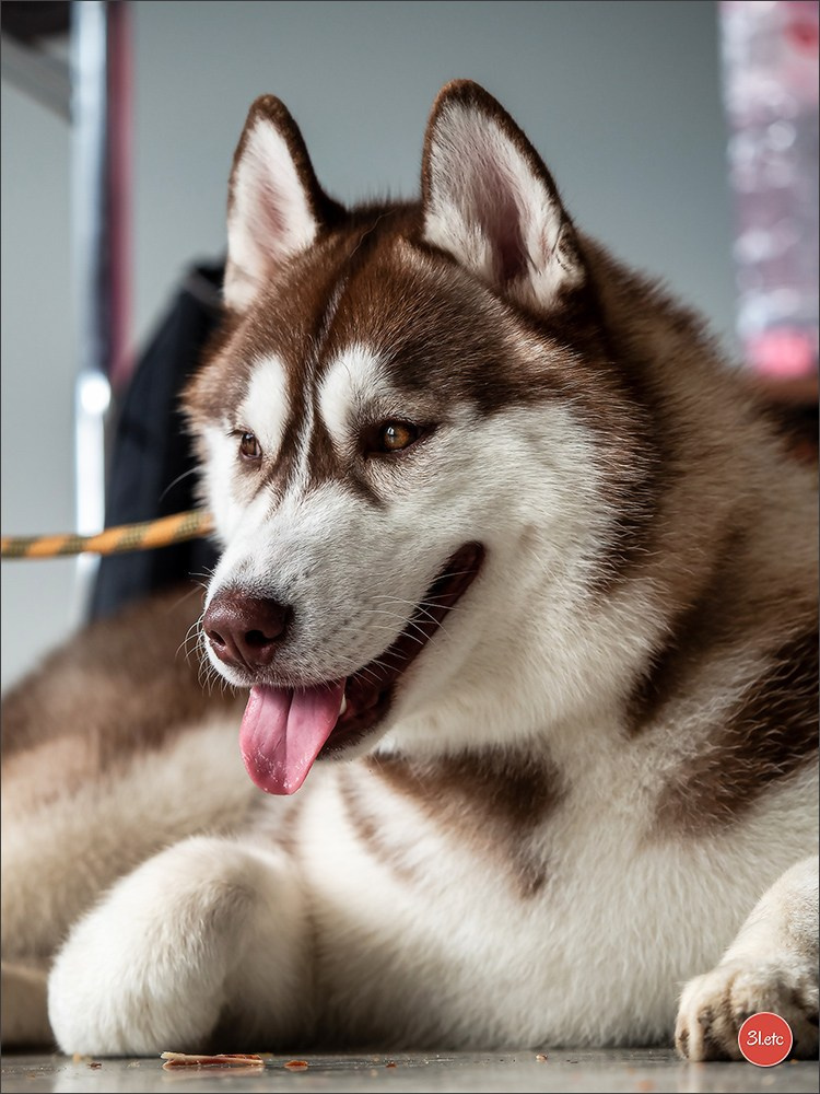 Expo canine 🇫🇷 Châlons-en-Champagne 22-23/02/2025. Photographe à Strasbourg | Portraits, Studio, Enfants, Événements