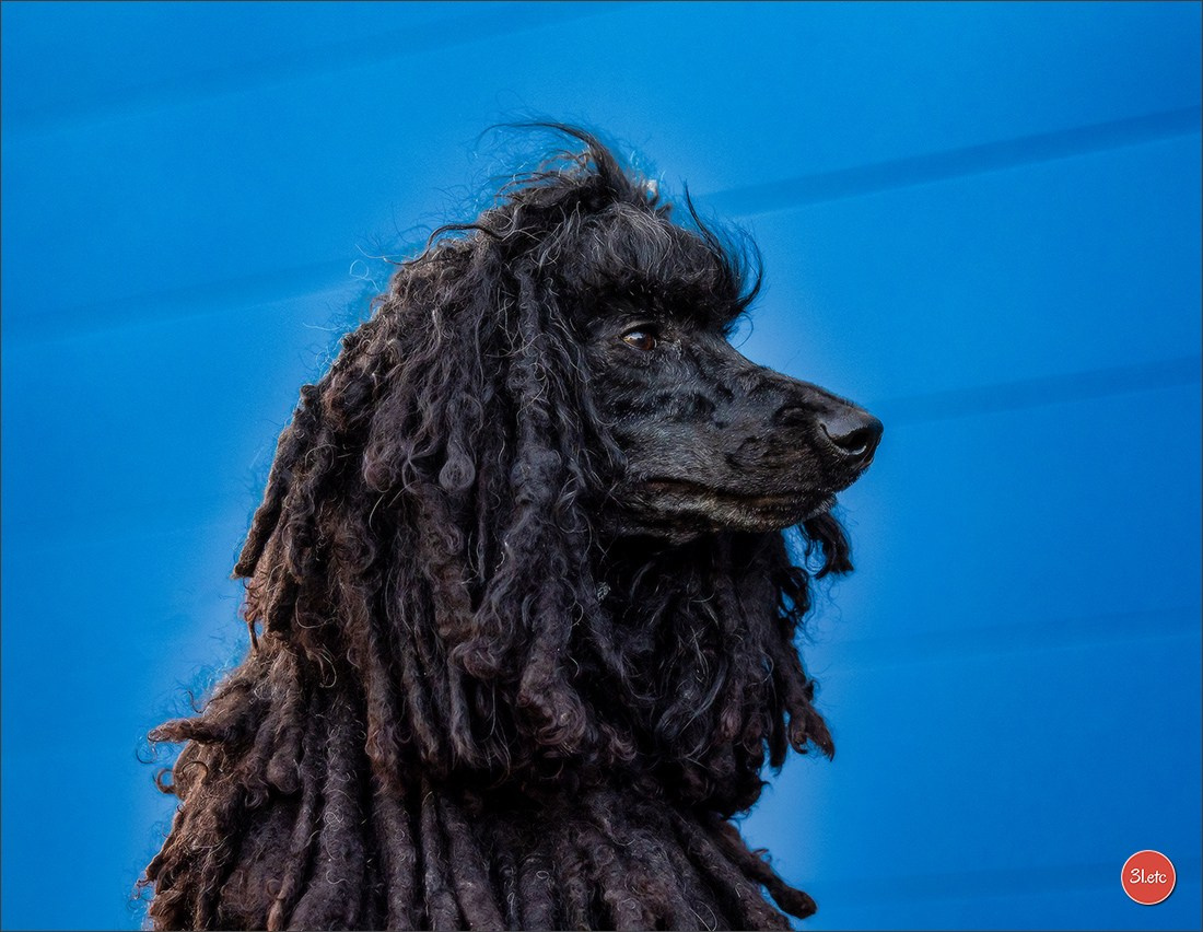 Exposition Canine Internationale à DOUAI. Photographe à Strasbourg | Portraits, Studio, Enfants, Événements