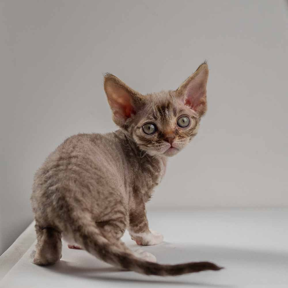Elvis, boy, born on 06.09.24 SOLD. Devon Rex Pixie Cattery