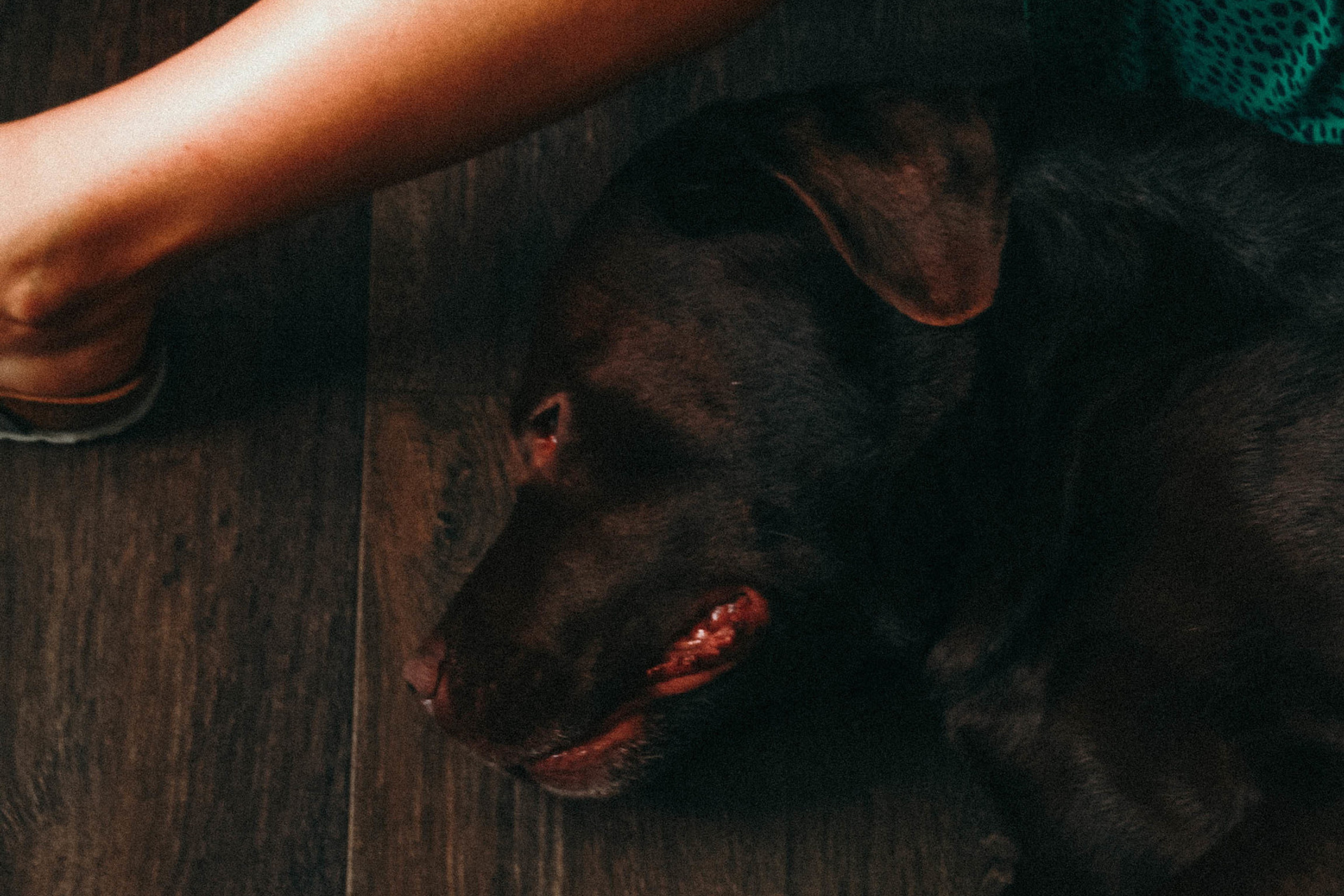 Собачье счастье