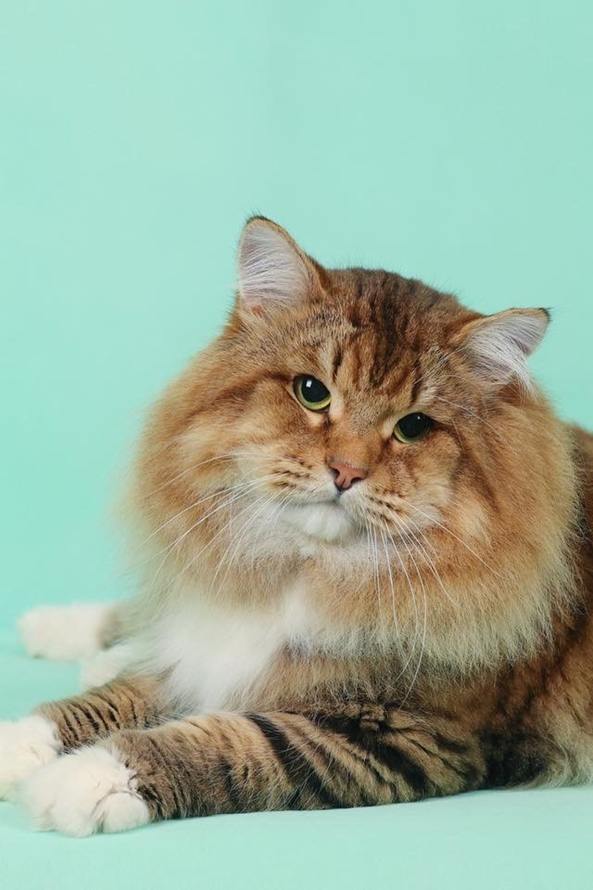 西伯利亞貓香港 西伯利亞森林貓貓舍 SIBERIAN CAT HONG KONG siberian cat hk