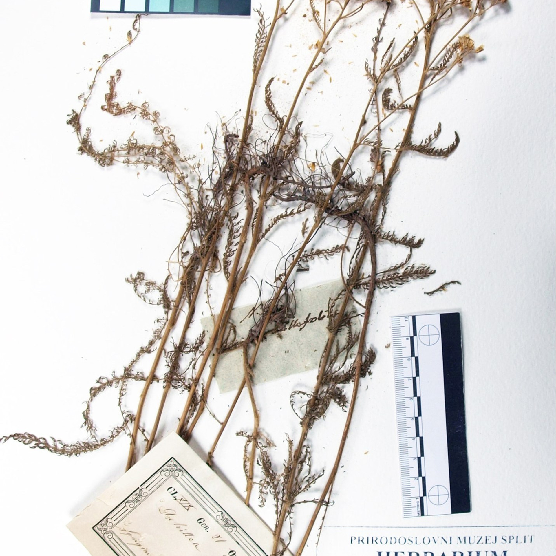 Vrtlarenje s Nietzscheom. Herbarij studio