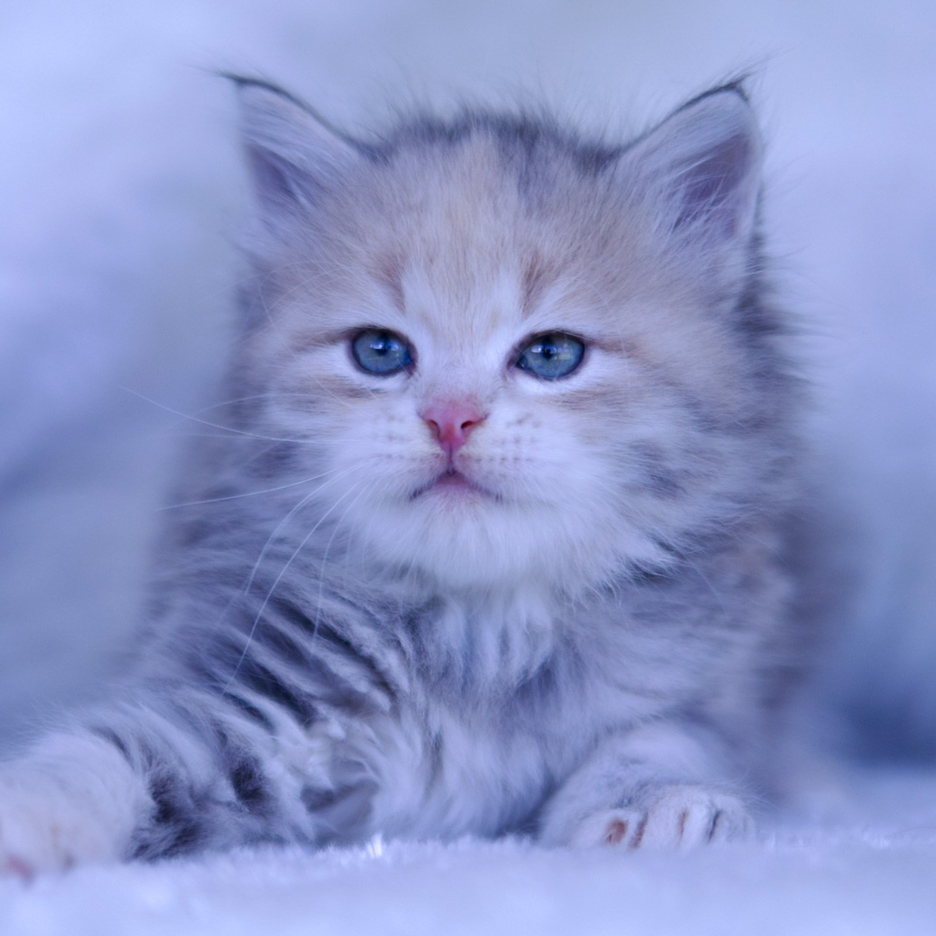 Astera Cattery News | Updates from Our TICA-registerd traditional Siberian Cat Breeder in Texas. Astera Siberians |Hypoallergenic Kittens