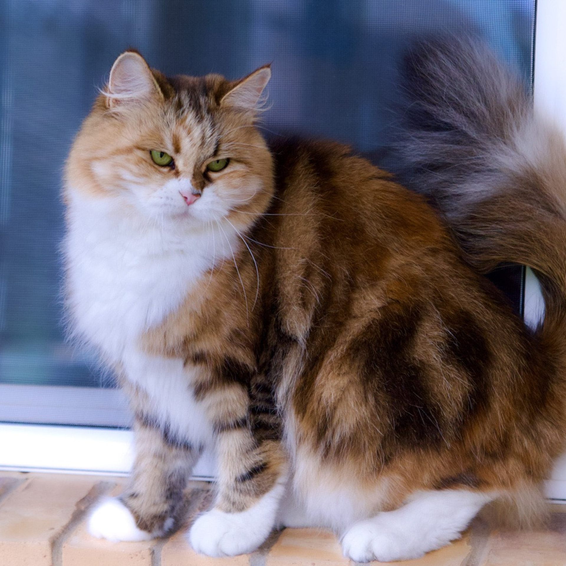 BasilicBlessing Mauna Loa. Astera Siberians |Hypoallergenic Kittens