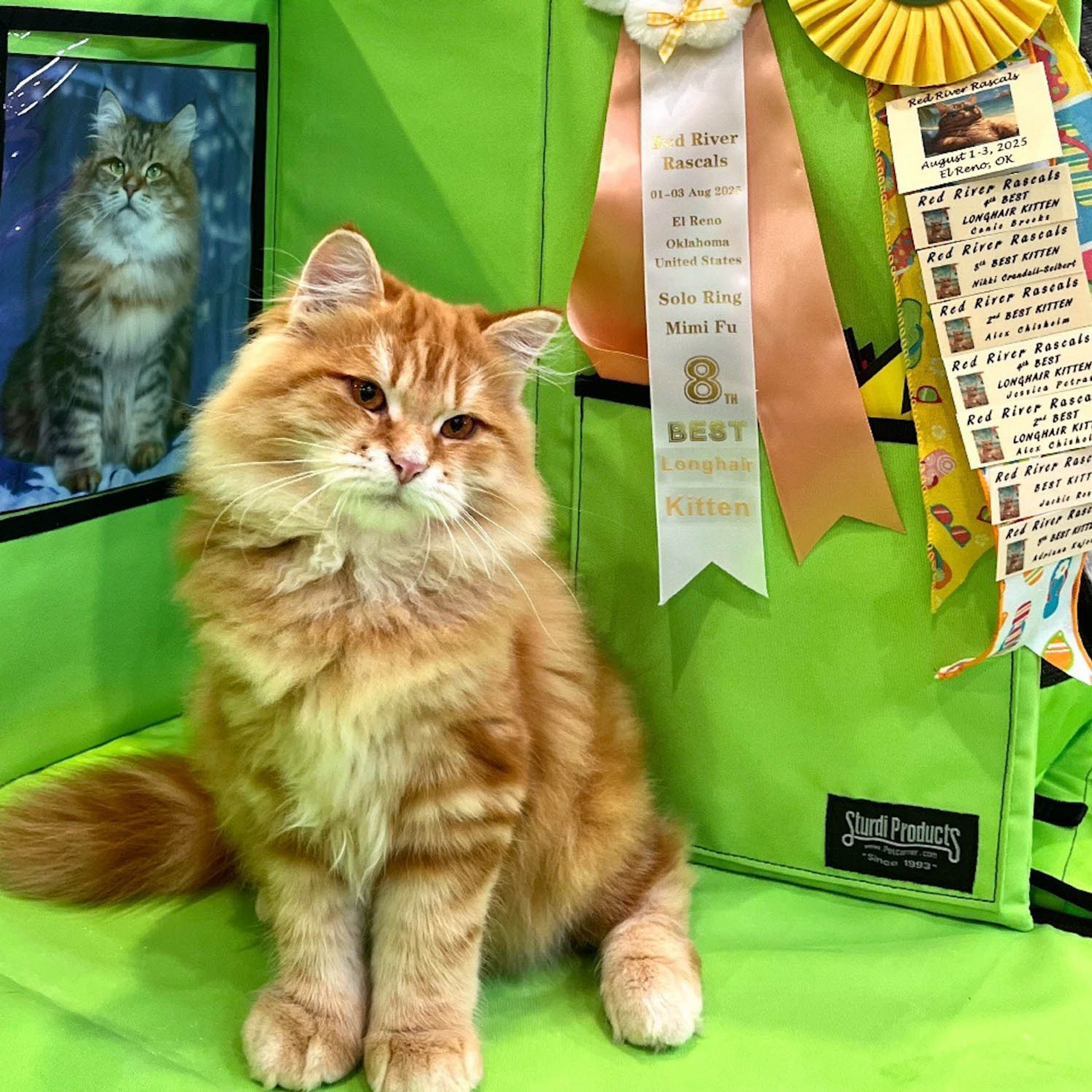 Astera Cattery News | Updates from Our TICA-registerd traditional Siberian Cat Breeder in Texas. Astera Siberians |Hypoallergenic Kittens