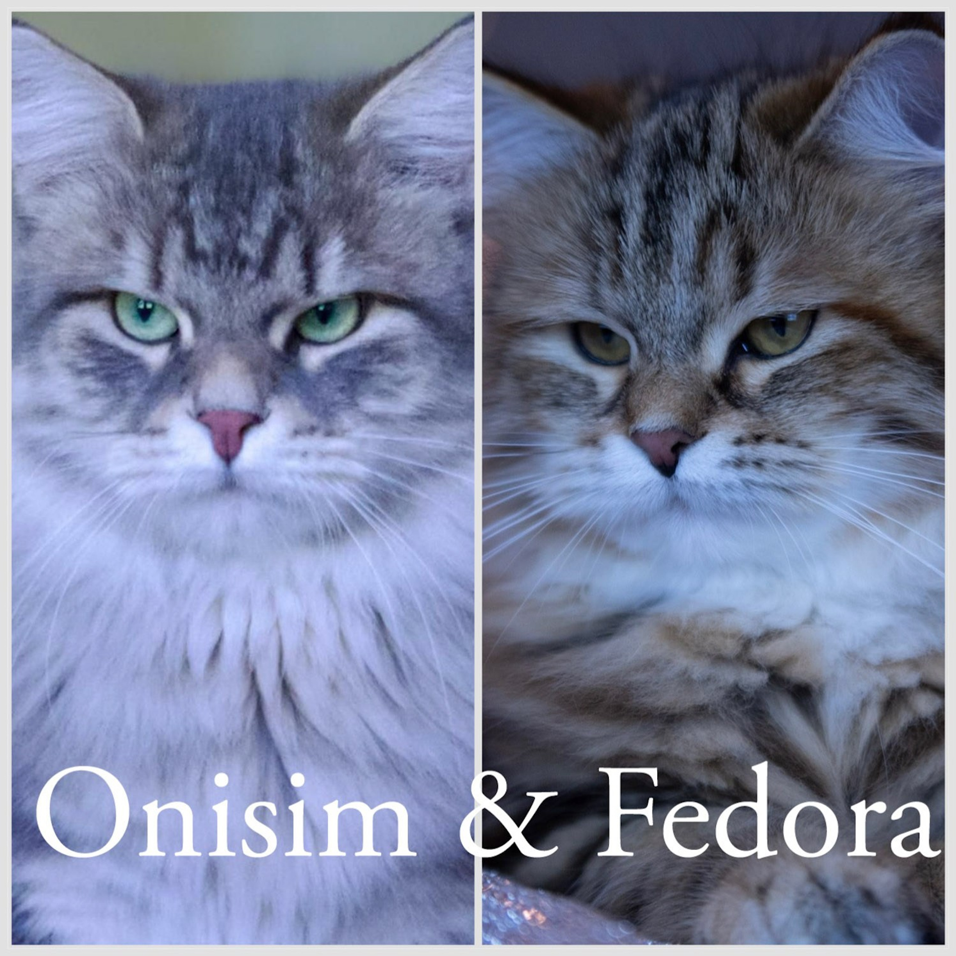 Astera Cattery News | Updates from Our TICA-registerd traditional Siberian Cat Breeder in Texas. Astera Siberians |Hypoallergenic Kittens