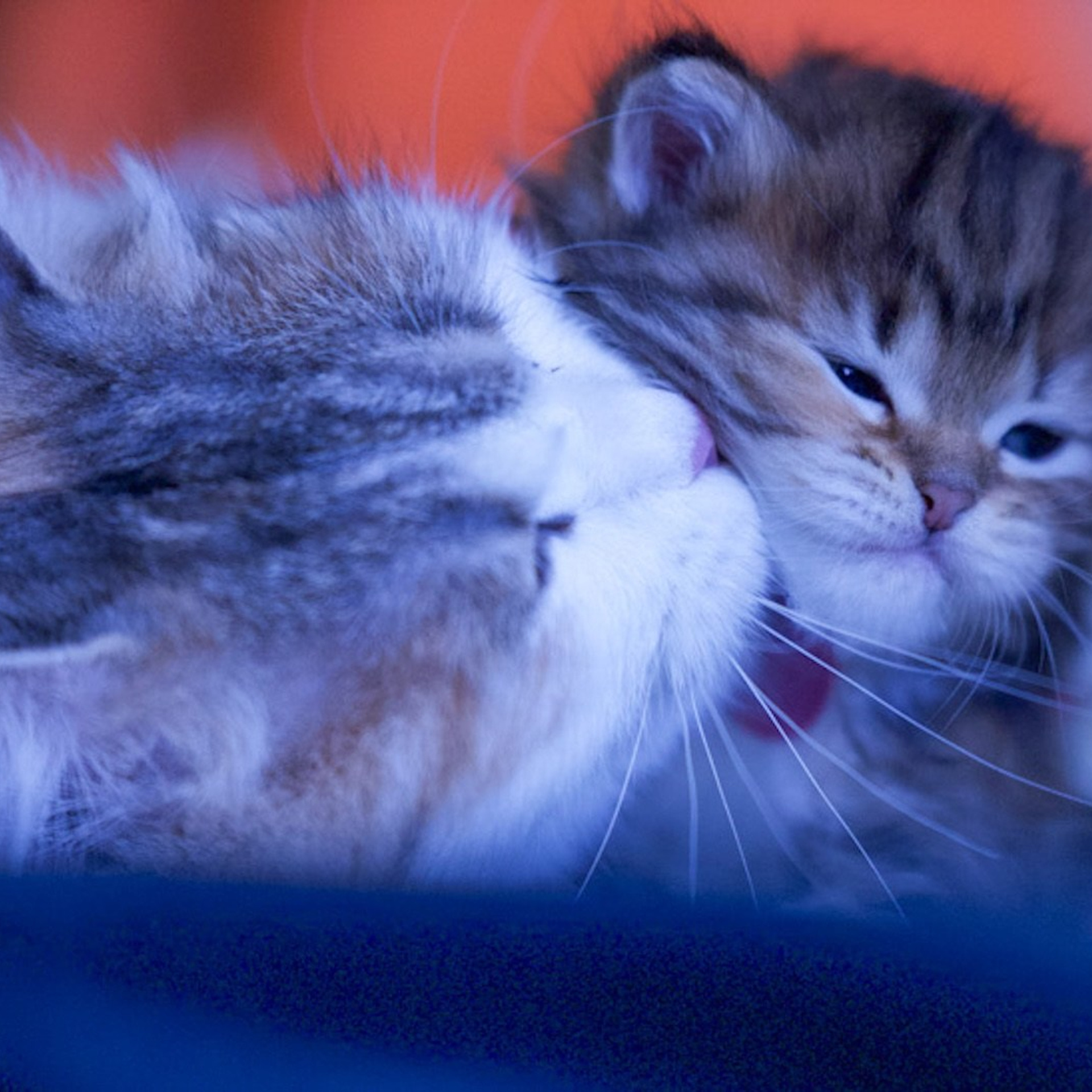 Astera Cattery News | Updates from Our TICA-registerd traditional Siberian Cat Breeder in Texas. Astera Siberians |Hypoallergenic Kittens
