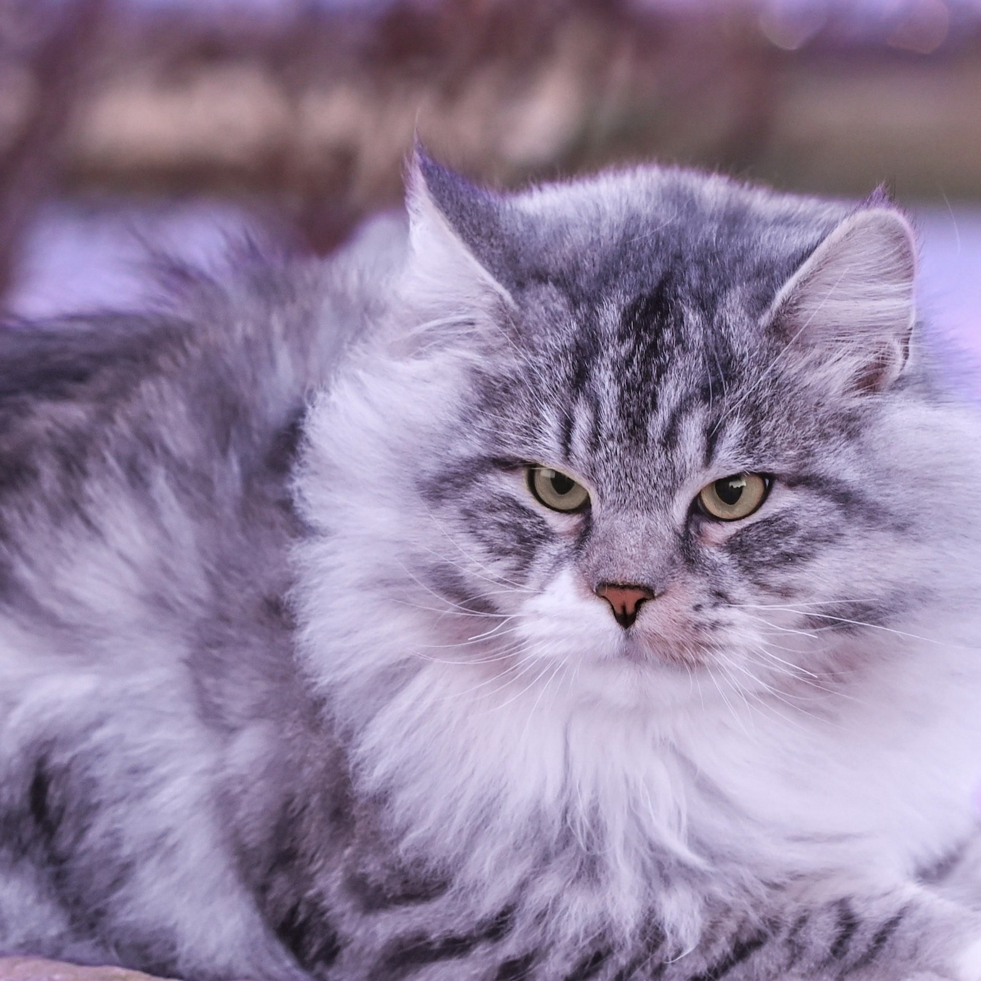 Astera Kasyan | Photo Album of Siberian Male Cat. Astera Siberians |Hypoallergenic Kittens
