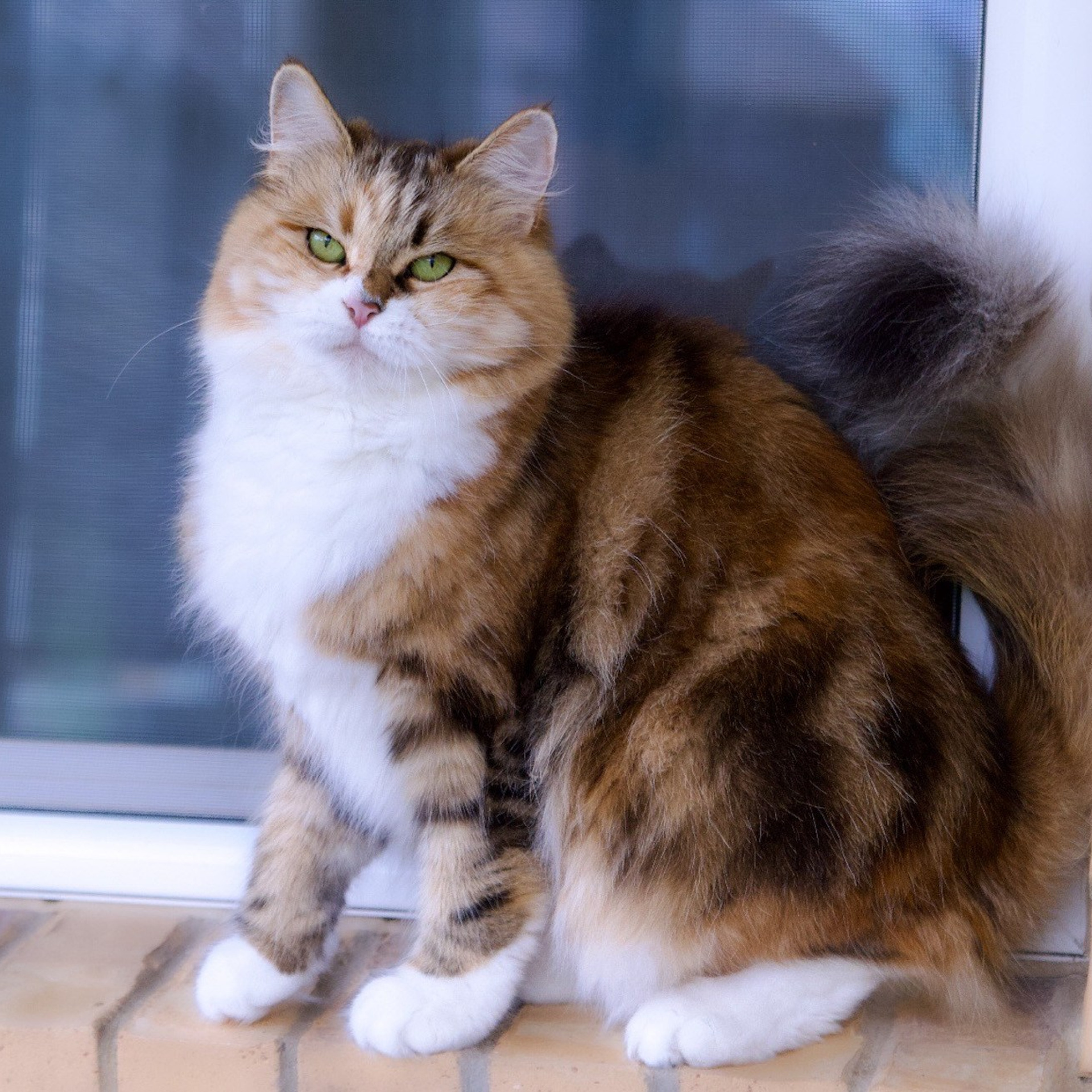 BasilicBlessing Mauna Loa. Astera Siberians |Hypoallergenic Kittens