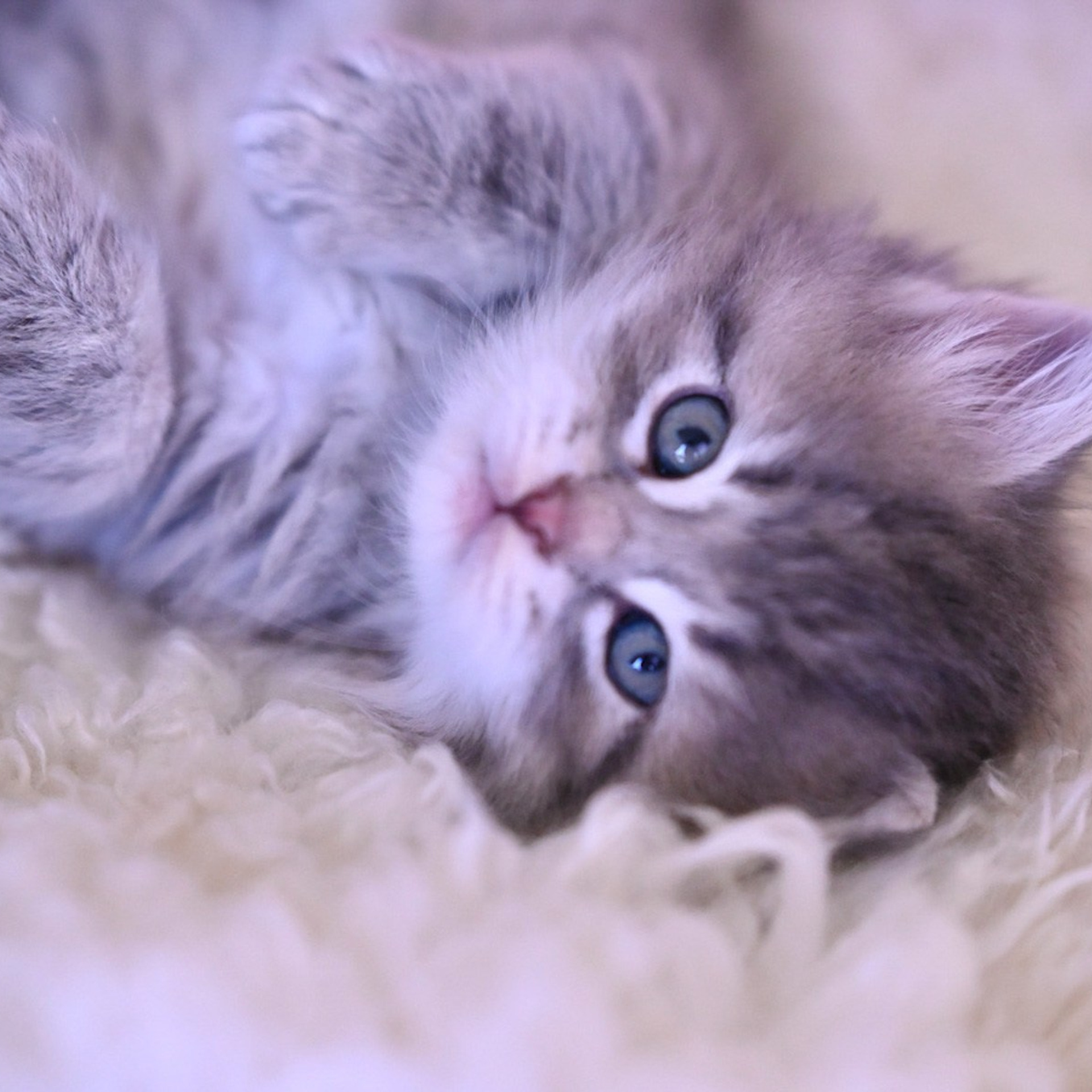 Pet Insurance for Cats: Is It Worth It?