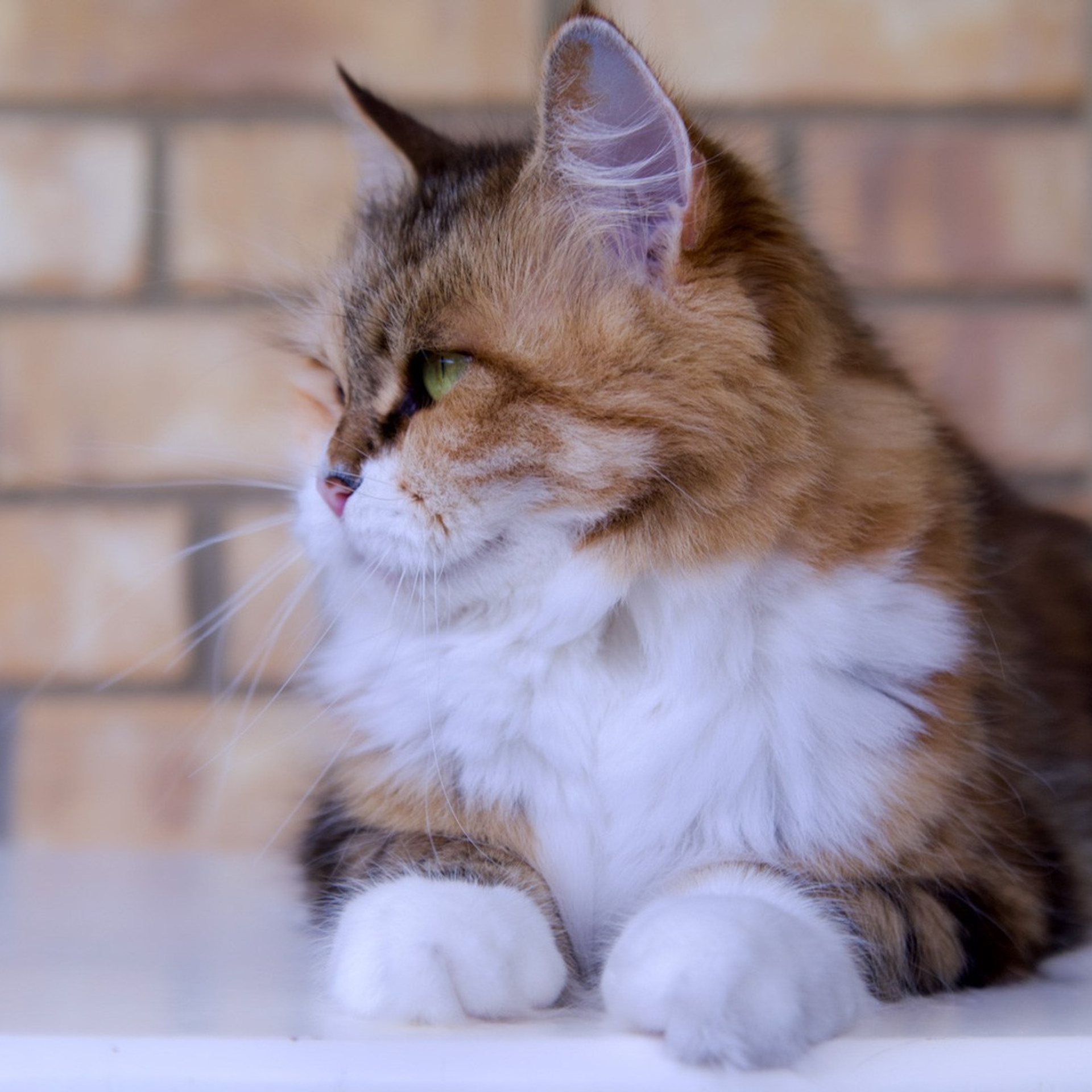 BasilicBlessing Mauna Loa. Astera Siberians |Hypoallergenic Kittens