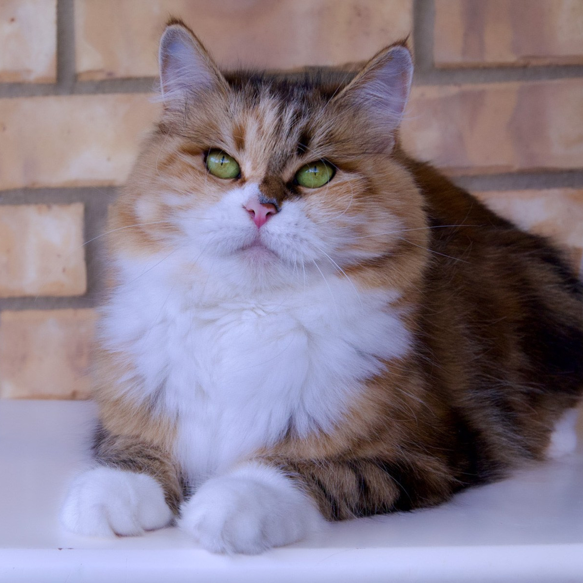 BasilicBlessing Mauna Loa. Astera Siberians |Hypoallergenic Kittens