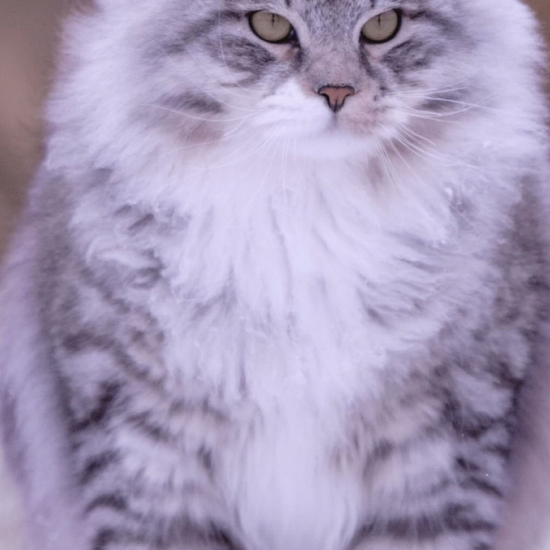 Astera Kasyan | Photo Album of Siberian Male Cat. Astera Siberians |Hypoallergenic Kittens