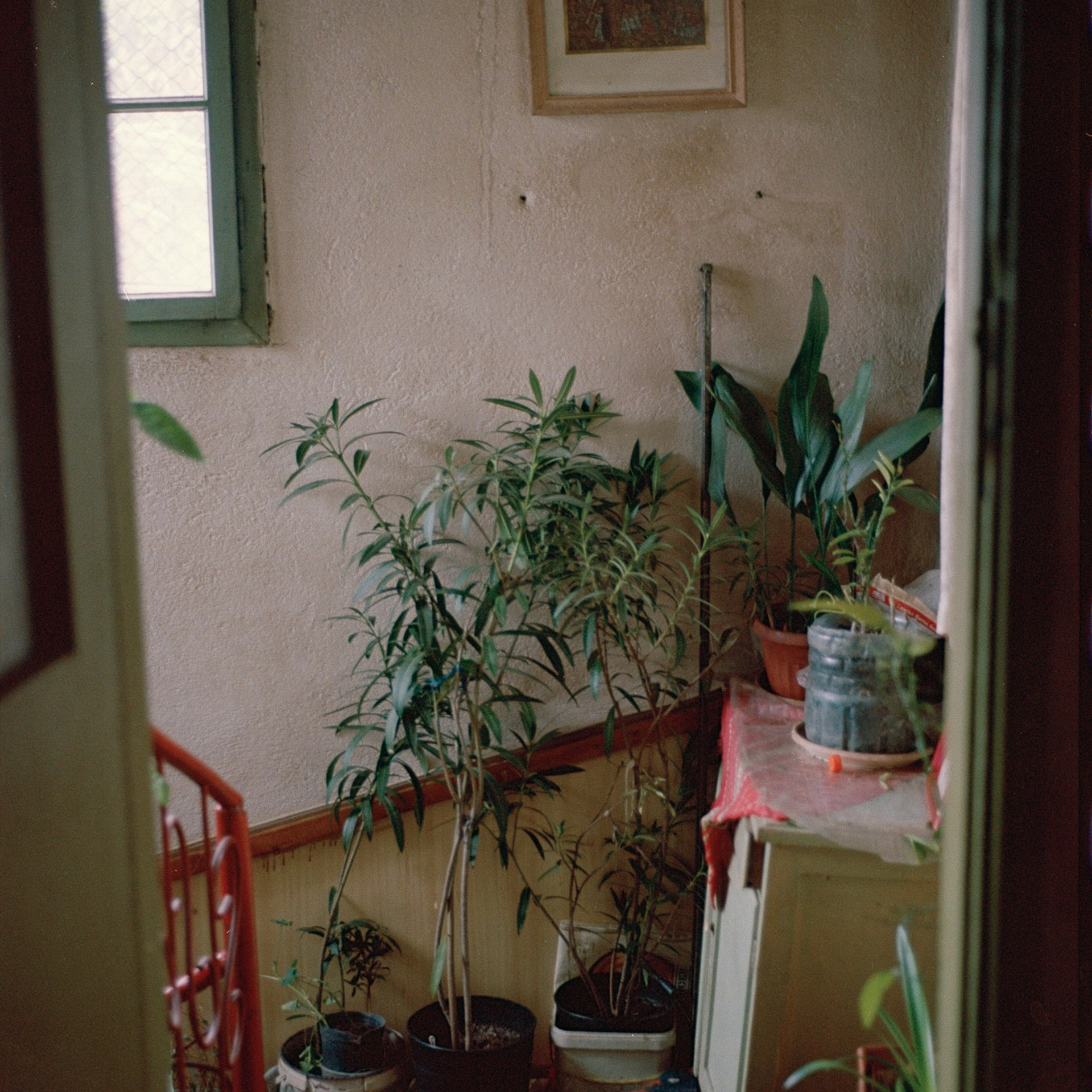 Still Home. Dilyana Tankova