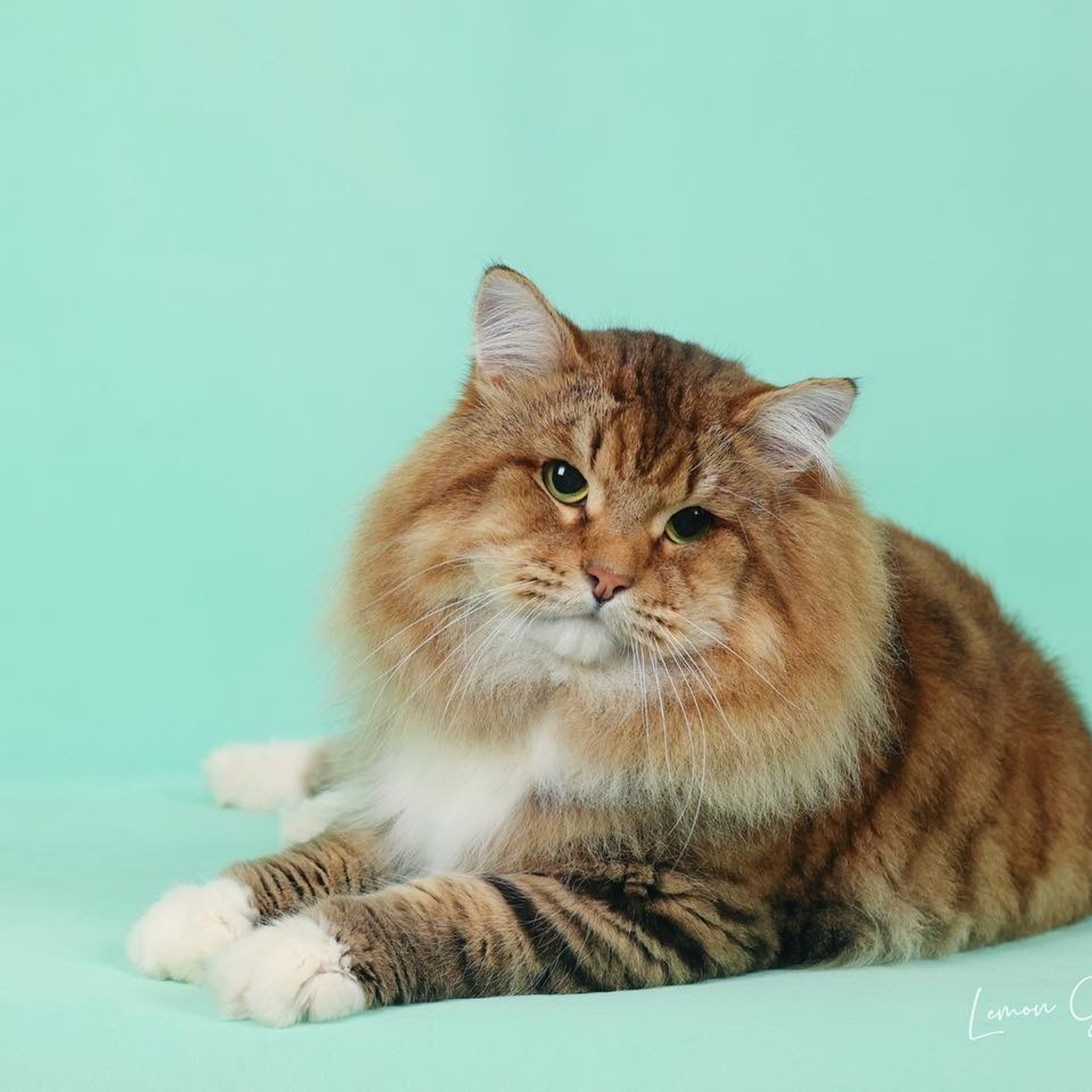 西伯利亞貓香港 西伯利亞森林貓貓舍 SIBERIAN CAT HONG KONG siberian cat hk