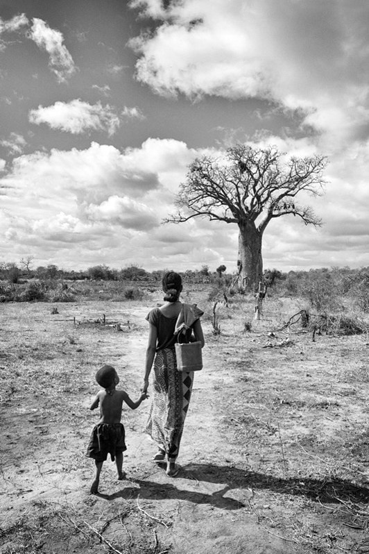 Collecting water in the baobab cistern, near Ampotaka, Antanifotsy district, Vakinankaratra region, Antananarivo province, Republic of Madagascar. 2015
