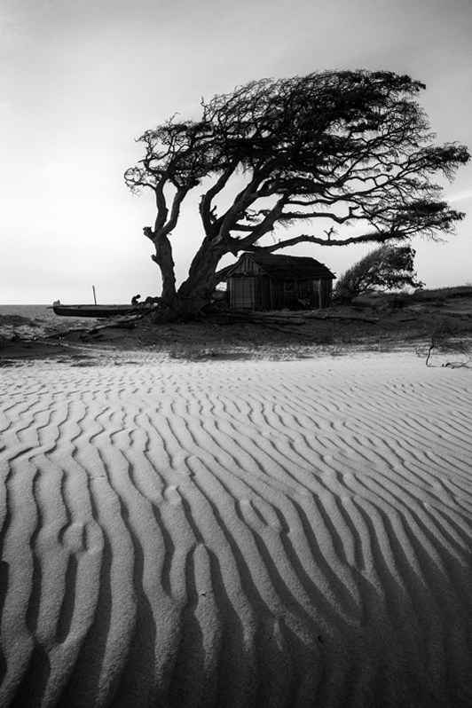 The windbreak tree, Sarodrano village, Ambatomainty district, Melaky region, Mahajanga province, Republic of Madagascar. 2019