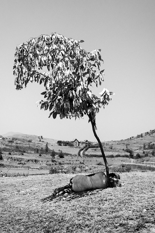 Siesta in the shade of the solitary tree, near Antsirabe, Vakinankaratra region, Antananarivo province, Republic of Madagascar. 2019