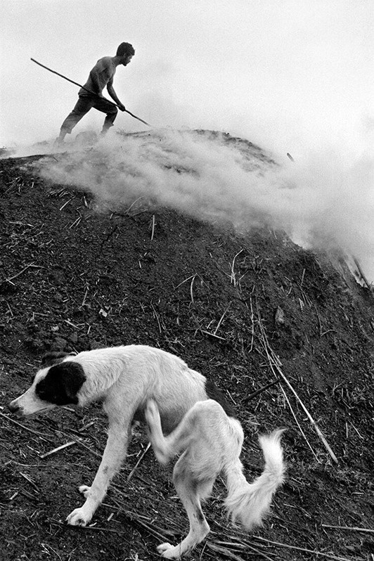 Санто-Томас, регион Сьенага-де-Сапата, провинция Матансас, Куба. 1999