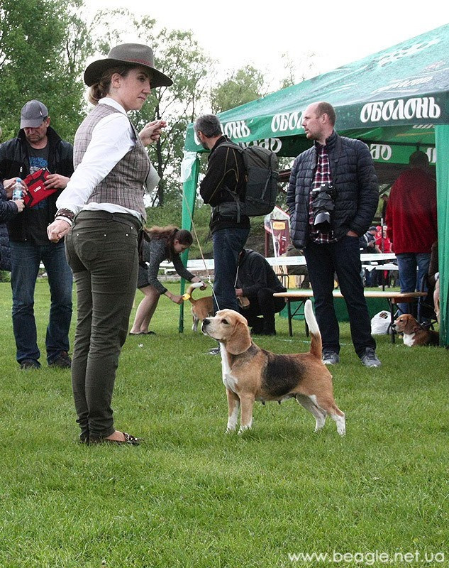 Тіна. Розплідник біглей в Україні