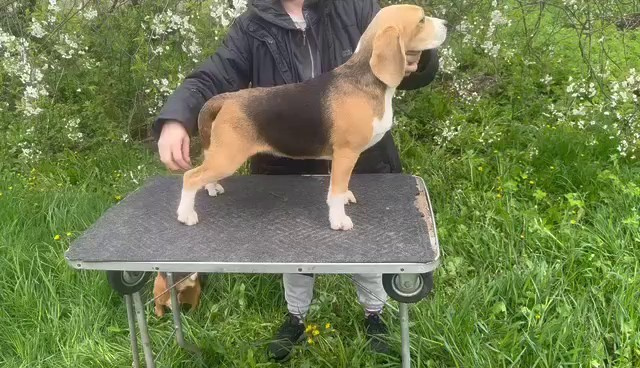 Шайн. Розплідник біглей в Україні