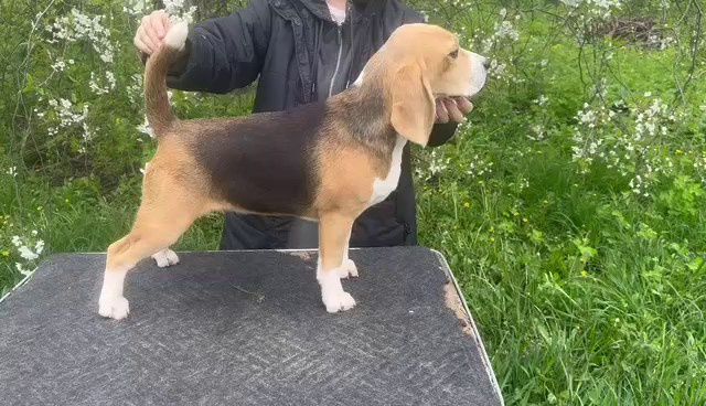 Шайн. Розплідник біглей в Україні
