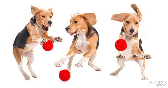 Тіна. Розплідник біглей в Україні