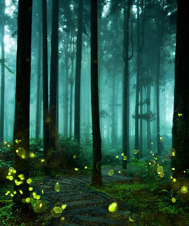 Волшебство в Синтре — ночной поход к светлячкам (1). Экскурсии по Португалии с гидом-фотографом на автомобиле и пешком