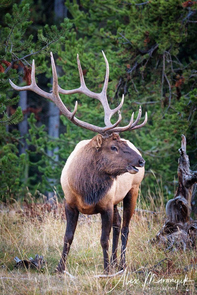 Yellowstone & Grand Teton. Pet, Senior, Landscape, portrait studio, photographer in Miami and Sou