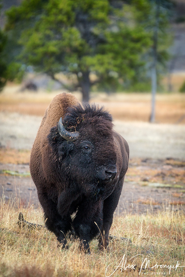 Yellowstone & Grand Teton. Pet, Senior, Landscape, portrait studio, photographer in Miami and Sou
