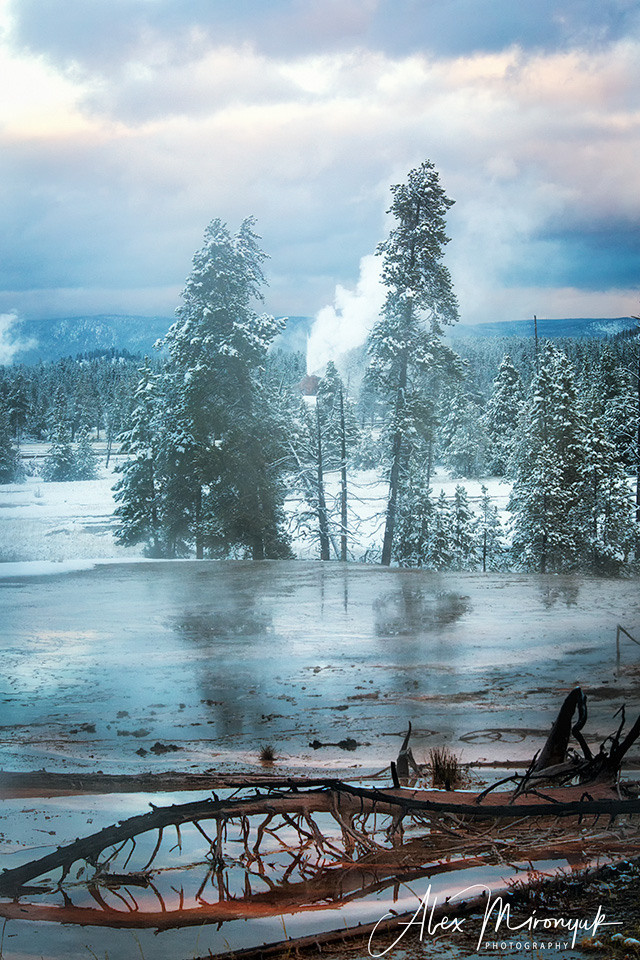 Yellowstone & Grand Teton. Pet, Senior, Landscape, portrait studio, photographer in Miami and Sou