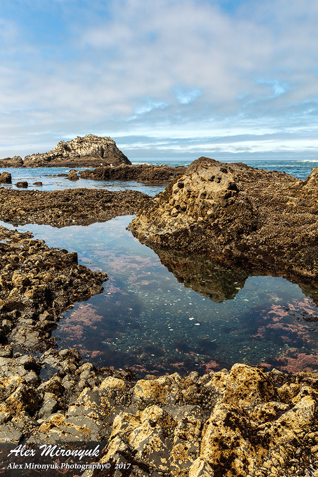 Oregon Coast Photo Workshop. Pet, Senior, Landscape, portrait studio, photographer in Miami and Sou
