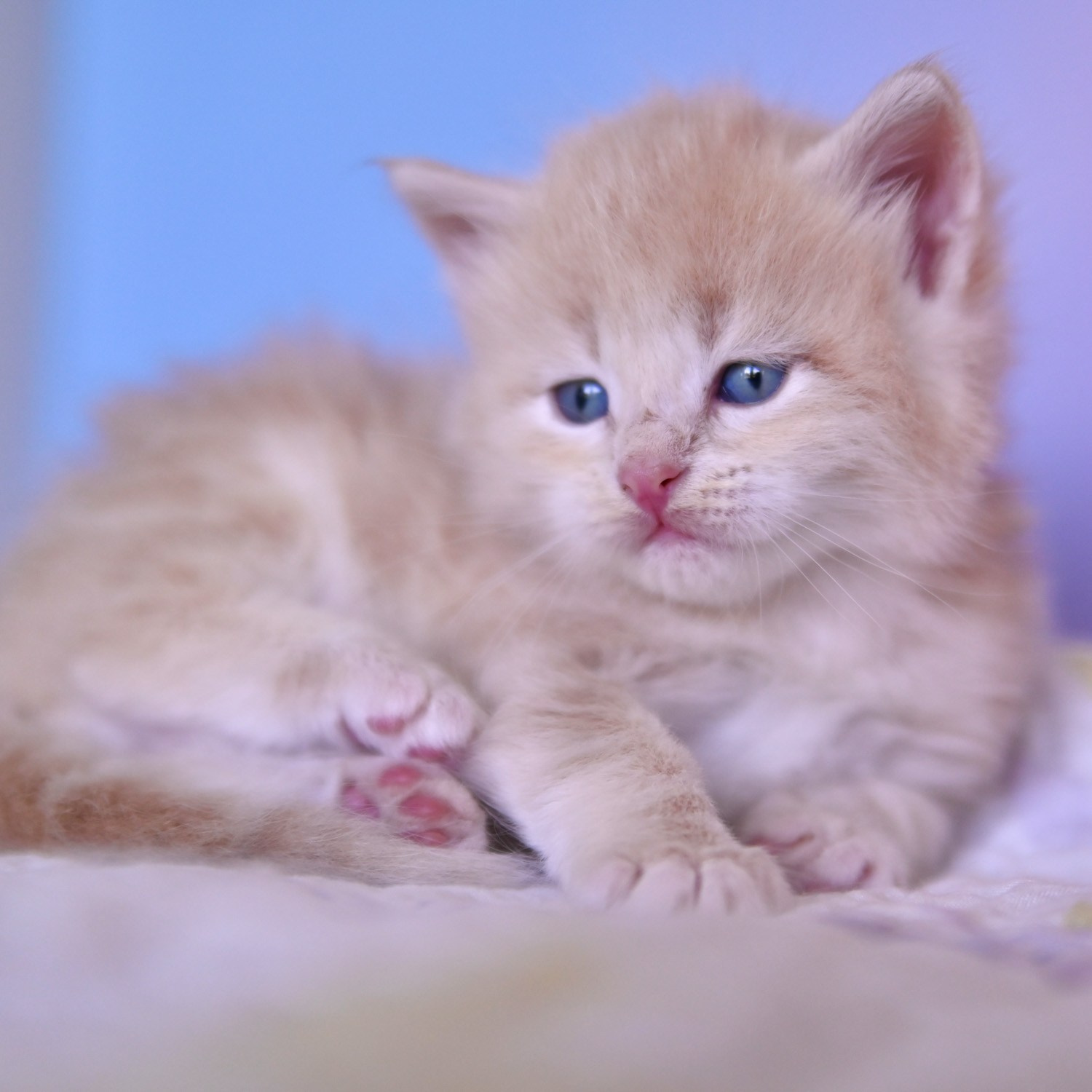 Cream Corin tabby kitten relaxing on his kitten bed