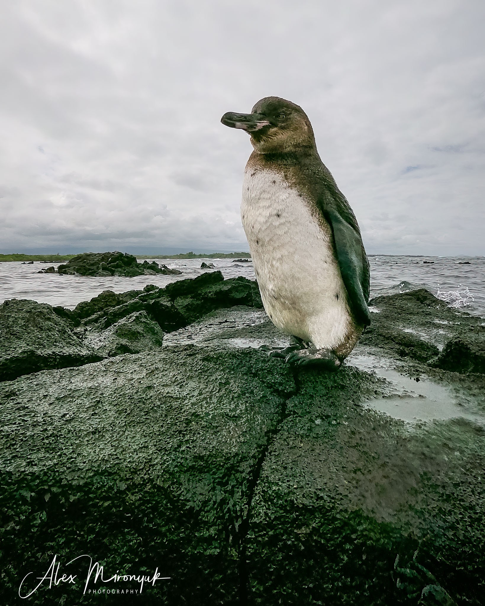 Galapagos Islands Adventure. Alex Mironyuk Photography