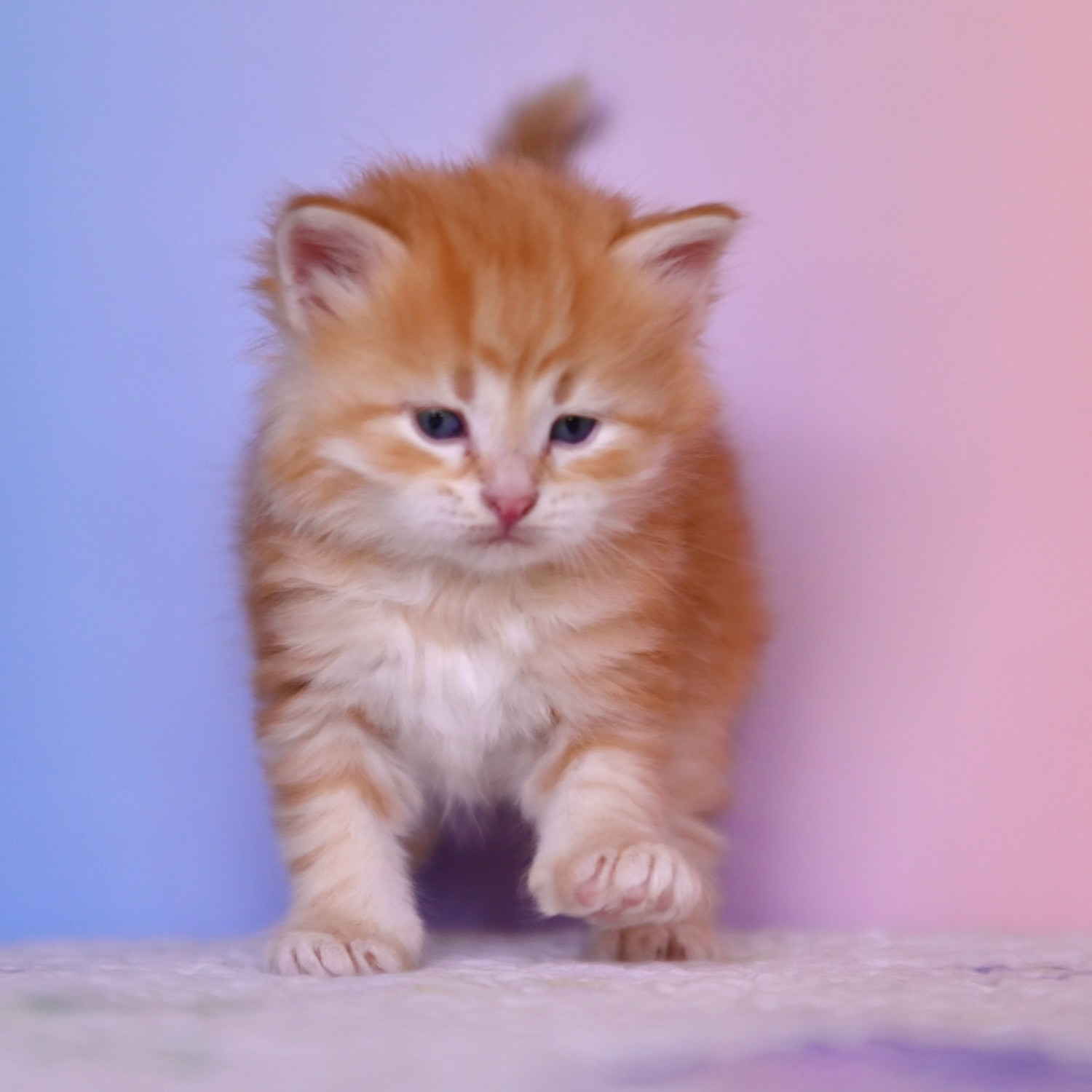 Red golden kitten walking towards the camera