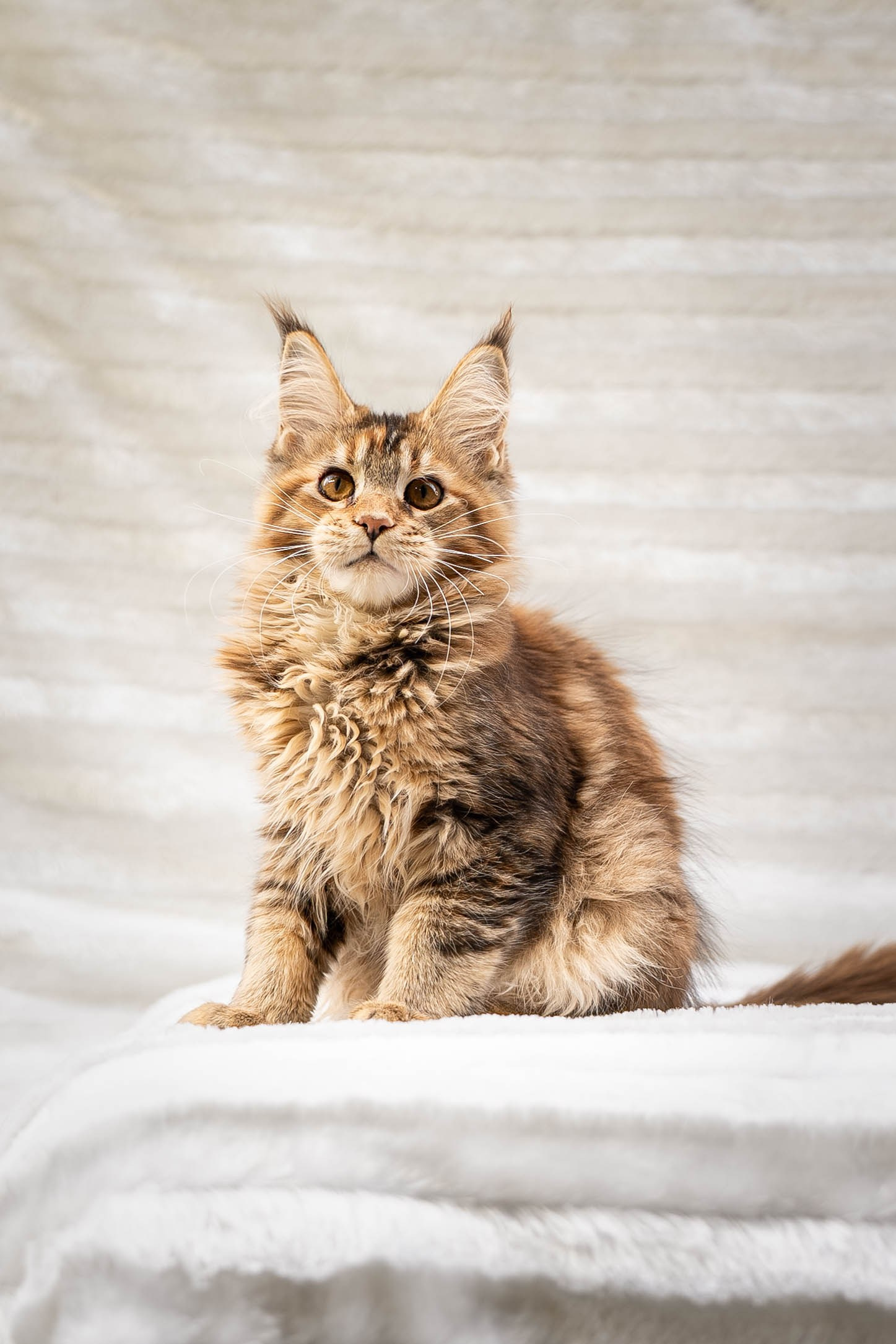 Senator Pearl. Senator Cat — Maine Coon cattery