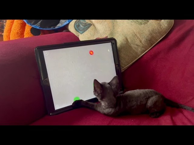 Smoke, boy,  born on  04.11.24, Sold. Devon Rex Pixie Cattery