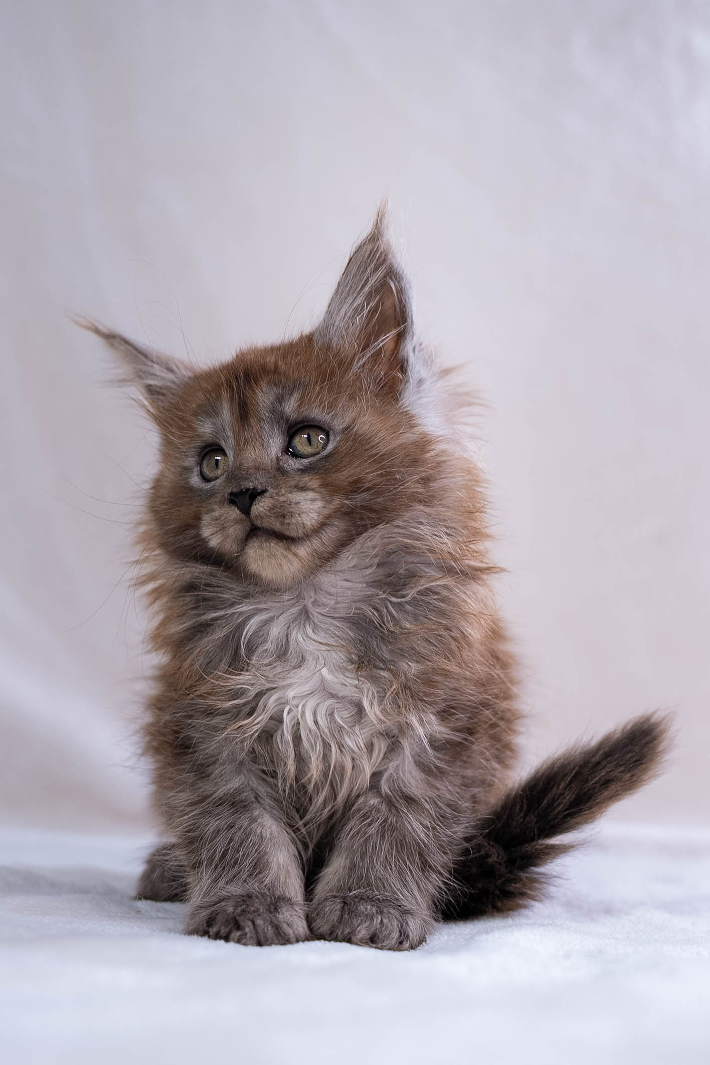 Senator Pepper. Senator Cat — Maine Coon cattery