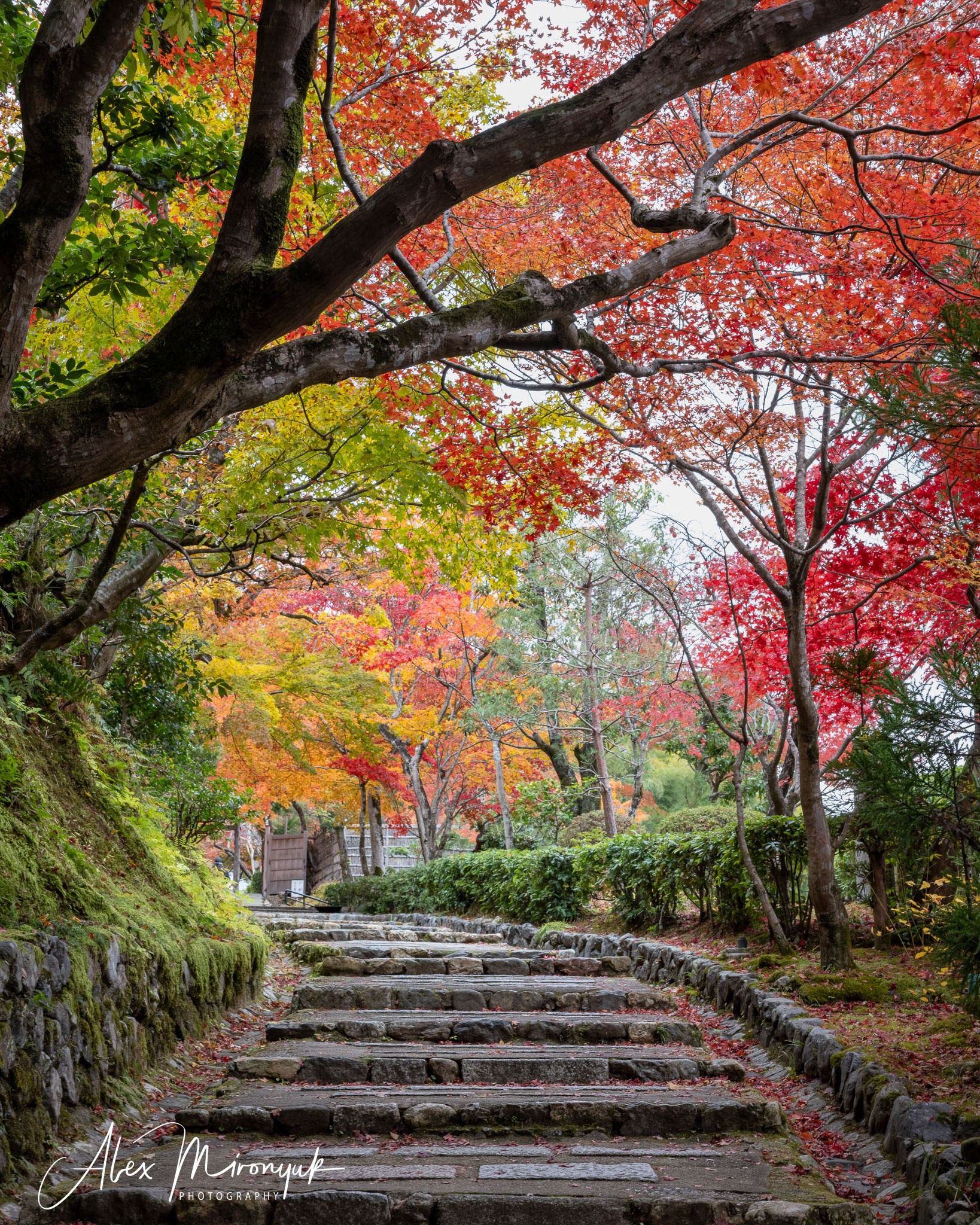 Autumn Colors of Japan. Pet, Senior, Landscape, portrait studio, photographer in Miami and Sou